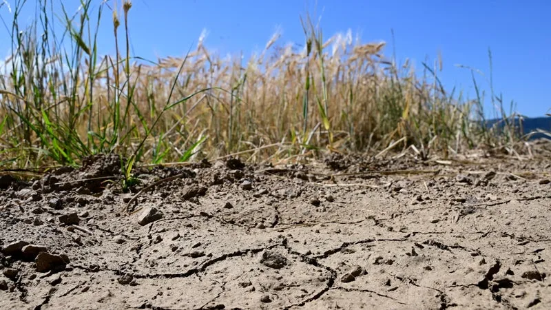 CERTAINES FILIÈRES SONT PLUS TOUCHÉES QUE D’AUTRES: LES CANICULES ET LA SÉCHERESSE COÛTERONT 0,1 POINT DE CROISSANCE À LA FRANCE EN 2026 À CAUSE DE LA BAISSE DE LA PRODUCTION AGRICOLE
