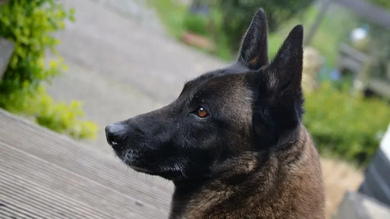 LA PERSONNE CHARGÉE DE LEUR GARDE « DISAIT S’ÊTRE ENDORMIE »: LE FONDATEUR DE L’ONG YOUCARE RACONTE LE SAUVETAGE DE DEUX CHIENS BLOQUÉS DANS UNE VOITURE SOUS LA CANICULE