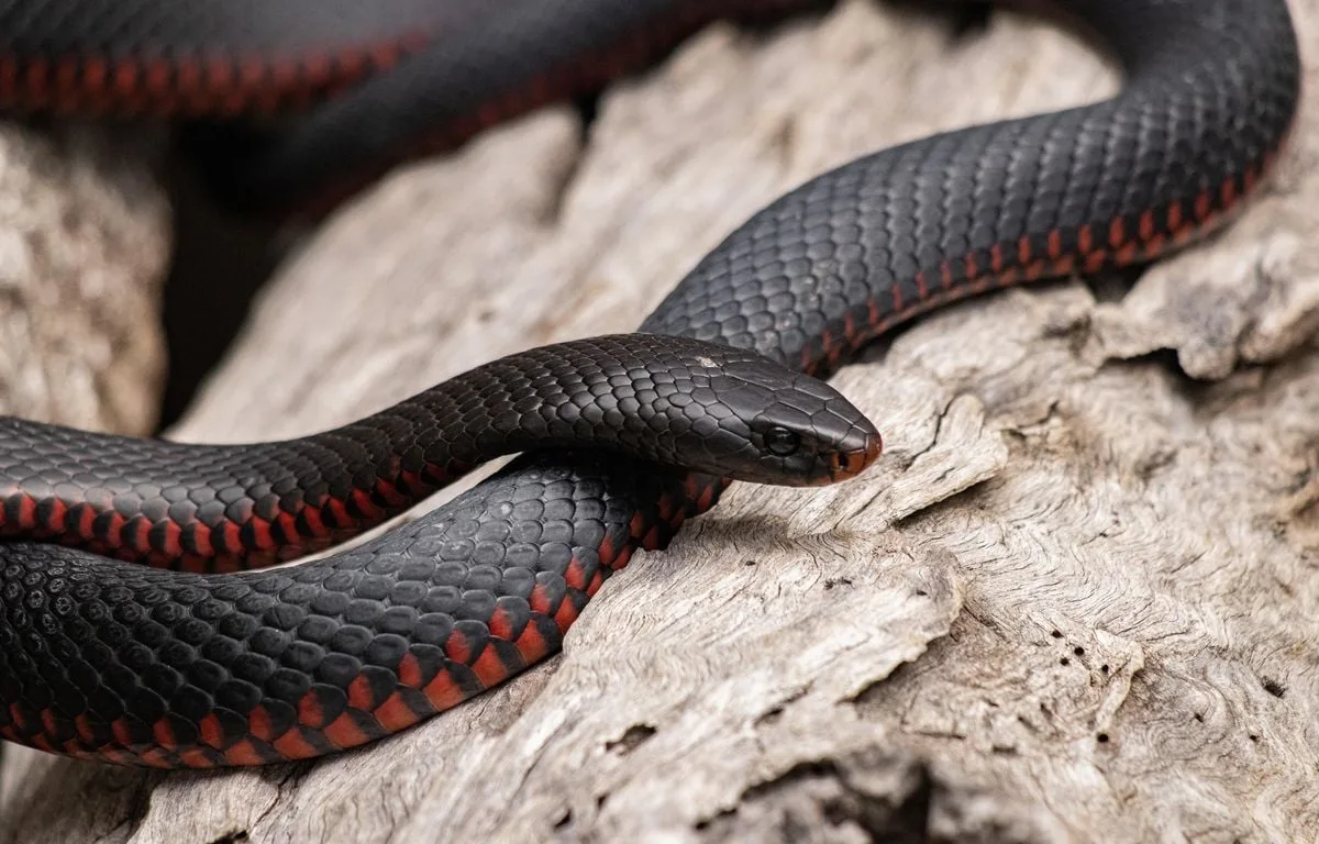 AUSTRALIE : « POSSIBLE QU’IL SOIT REMONTÉ PAR LES ÉGOUTS »… LE SERPENT VENIMEUX SE CACHAIT DANS LES MURS DE L’HÔPITAL