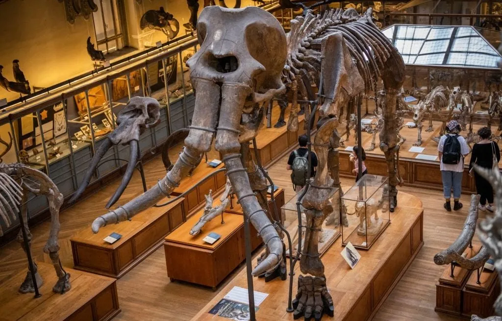 CANADA : DE L’ADN DE MAMMOUTH LAINEUX RETROUVÉ DANS DES EXCRÉMENTS CONGELÉS D’ÉCUREUIL