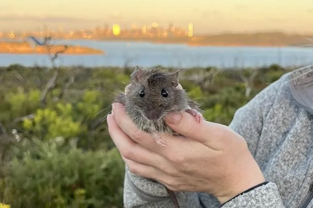 À SYDNEY, LE RETOUR DU RAT DES BUISSONS FAIT FUIR DES ESPÈCES INVASIVES ET RESTAURE LES ÉCOSYSTÈMES