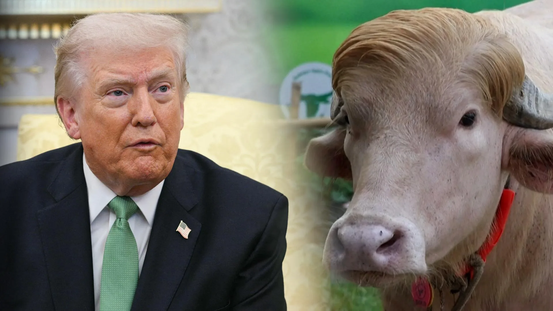 LA CÉLÉBRITÉ DU BUFFLE « SOSIE » DE DONALD TRUMP LUI A SAUVÉ LA VIE IN EXTREMIS