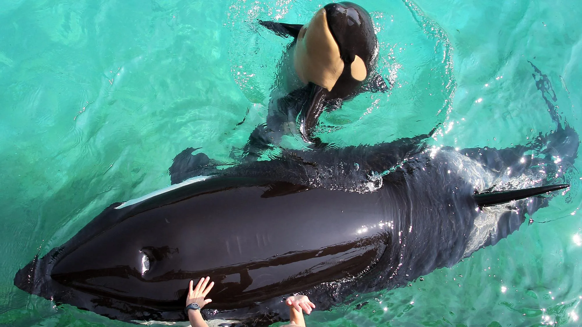 LES ORQUES DE MARINELAND VONT ÊTRE TRANSFÉRÉES VERS UN LIEU CONTESTÉ DES ONG DE DÉFENSE DES ANIMAUX