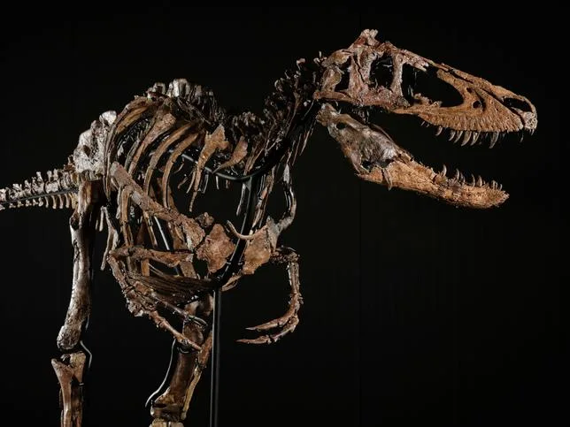 UN NOUVEAU DINOSAURE ADJUGÉ POUR 47,3 MILLIONS DE DOLLARS : “C’EST DÉCHIRANT”