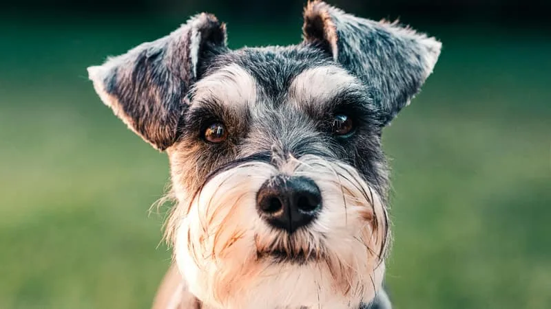 CHATS, CHIENS… PENDANT LES PONTS ET LES VACANCES, PUIS-JE LAISSER MON ANIMAL DE COMPAGNIE SEUL?