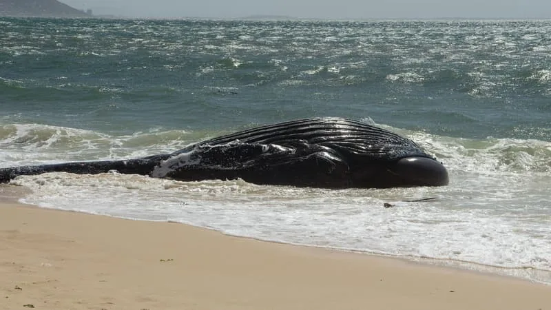 « ON SAVAIT QU’ILS EN PERCUTAIENT QUELQUES-UNES »: LES BALEINES SONT LES VICTIMES COLLATÉRALES DE LA GUERRE AU MOYEN-ORIENT